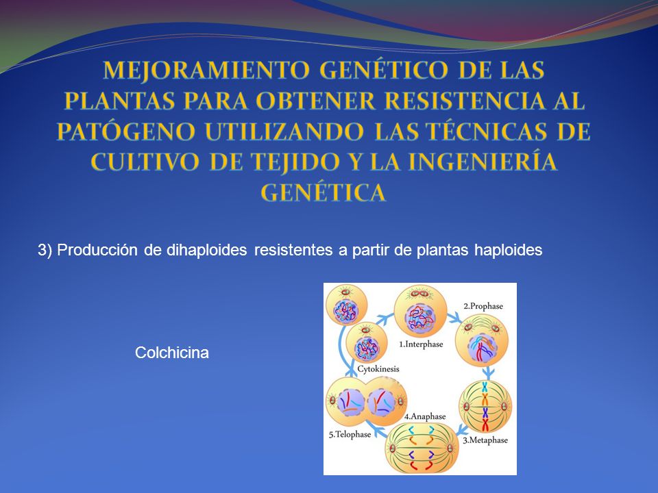 MEJORAMIENTO GENÉTICO DE LAS PLANTAS PARA OBTENER RESISTENCIA AL PATÓGENO UTILIZANDO LAS TÉCNICAS DE CULTIVO DE TEJIDO Y LA INGENIERÍA GENÉTICA