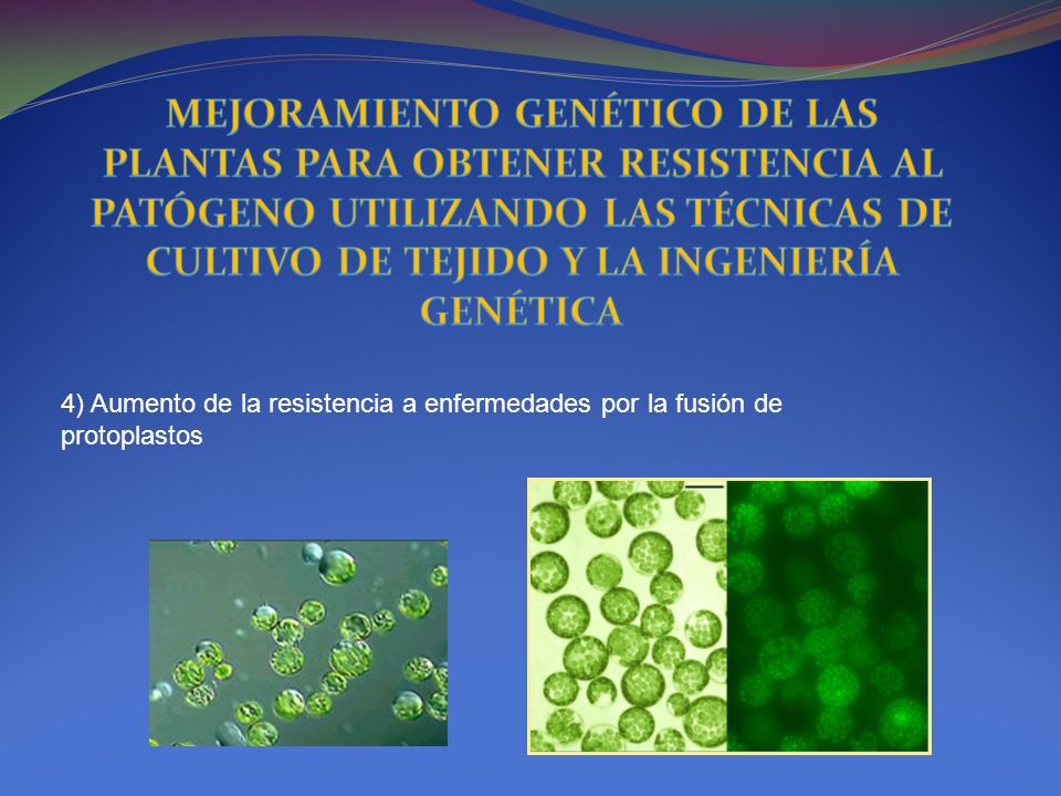 MEJORAMIENTO GENÉTICO DE LAS PLANTAS PARA OBTENER RESISTENCIA AL PATÓGENO UTILIZANDO LAS TÉCNICAS DE CULTIVO DE TEJIDO Y LA INGENIERÍA GENÉTICA