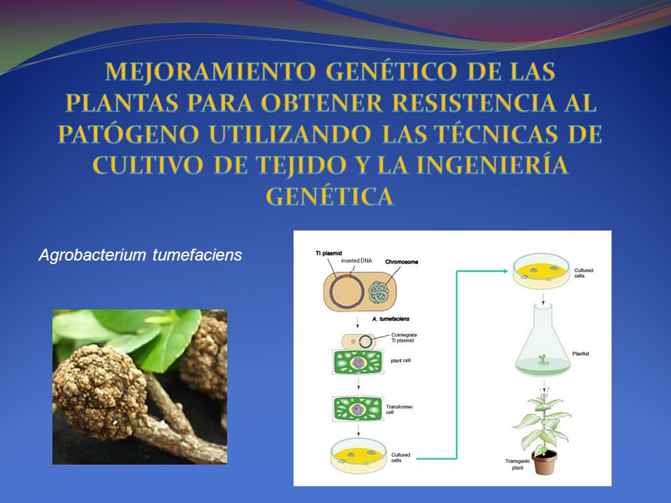 MEJORAMIENTO GENÉTICO DE LAS PLANTAS PARA OBTENER RESISTENCIA AL PATÓGENO UTILIZANDO LAS TÉCNICAS DE CULTIVO DE TEJIDO Y LA INGENIERÍA GENÉTICA