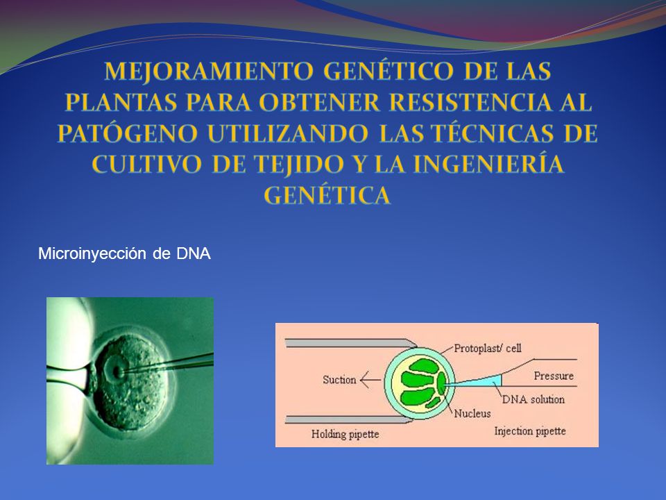 MEJORAMIENTO GENÉTICO DE LAS PLANTAS PARA OBTENER RESISTENCIA AL PATÓGENO UTILIZANDO LAS TÉCNICAS DE CULTIVO DE TEJIDO Y LA INGENIERÍA GENÉTICA