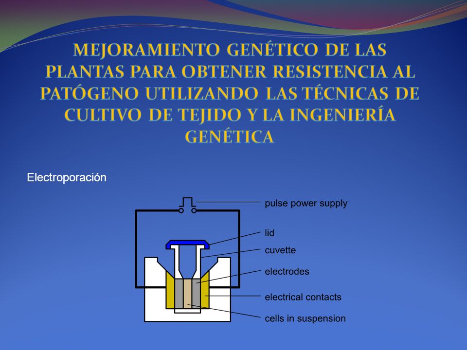 MEJORAMIENTO GENÉTICO DE LAS PLANTAS PARA OBTENER RESISTENCIA AL PATÓGENO UTILIZANDO LAS TÉCNICAS DE CULTIVO DE TEJIDO Y LA INGENIERÍA GENÉTICA