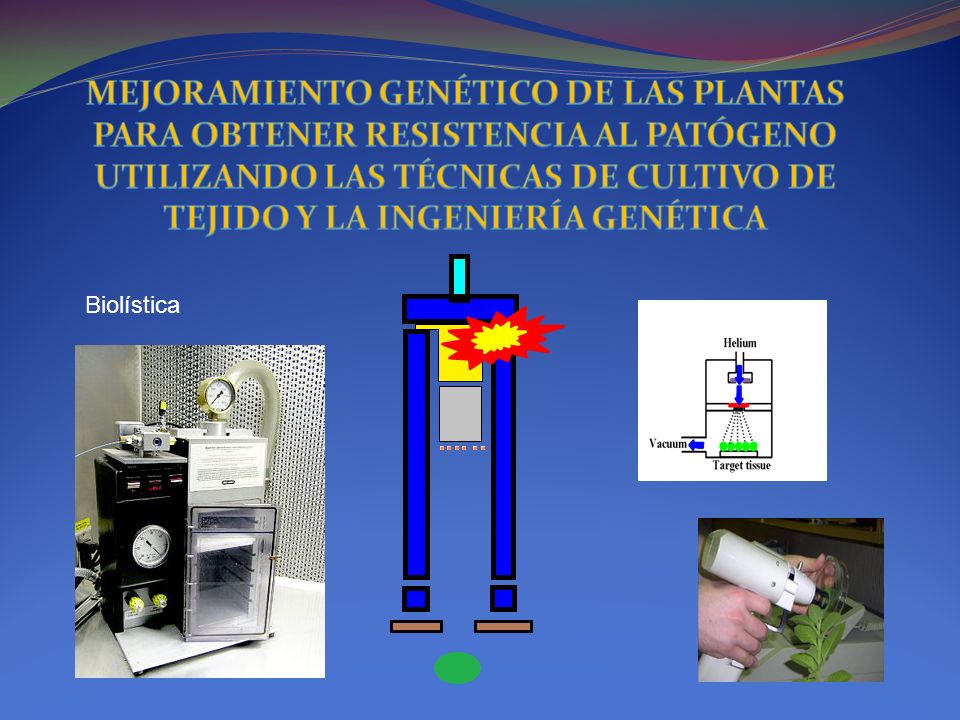 MEJORAMIENTO GENÉTICO DE LAS PLANTAS PARA OBTENER RESISTENCIA AL PATÓGENO UTILIZANDO LAS TÉCNICAS DE CULTIVO DE TEJIDO Y LA INGENIERÍA GENÉTICA