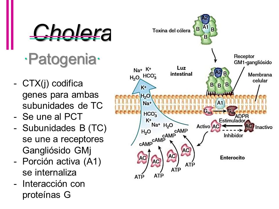 Cholerae ·Patogenia· CTX(j) codifica genes para ambas subunidades de TC. Se une al PCT. Subunidades B (TC) se une a receptores Gangliósido GMj.