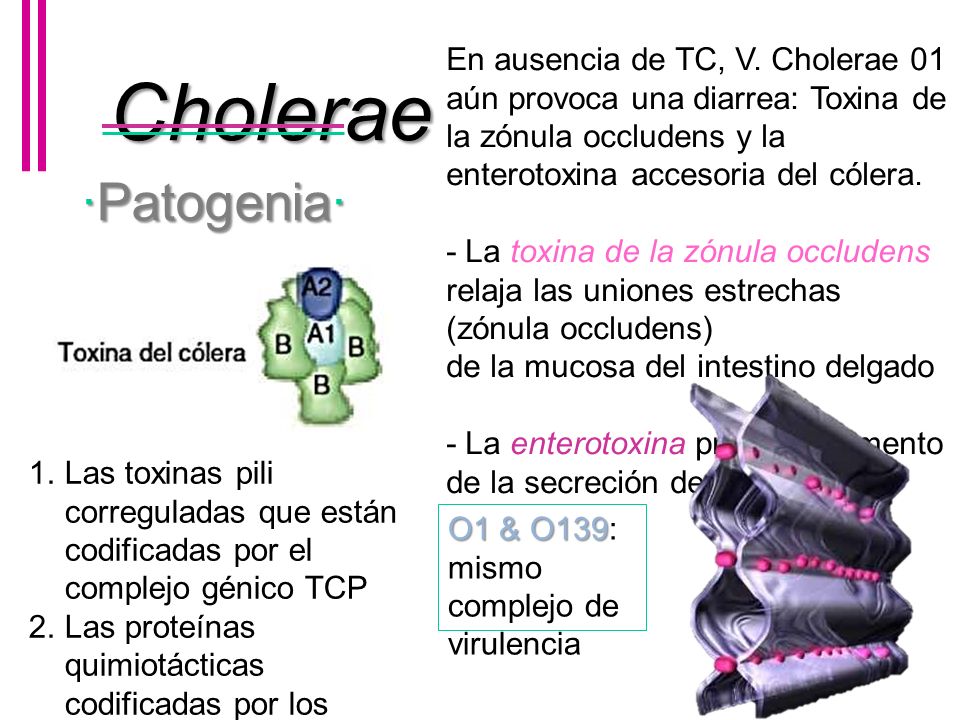 En ausencia de TC, V. Cholerae 01 aún provoca una diarrea: Toxina de la zónula occludens y la enterotoxina accesoria del cólera.
