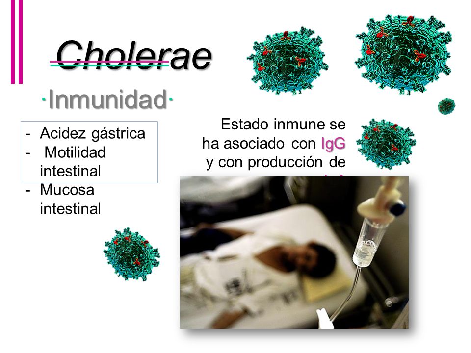 Cholerae ·Inmunidad· Estado inmune se ha asociado con IgG y con producción de IgA. Acidez gástrica.