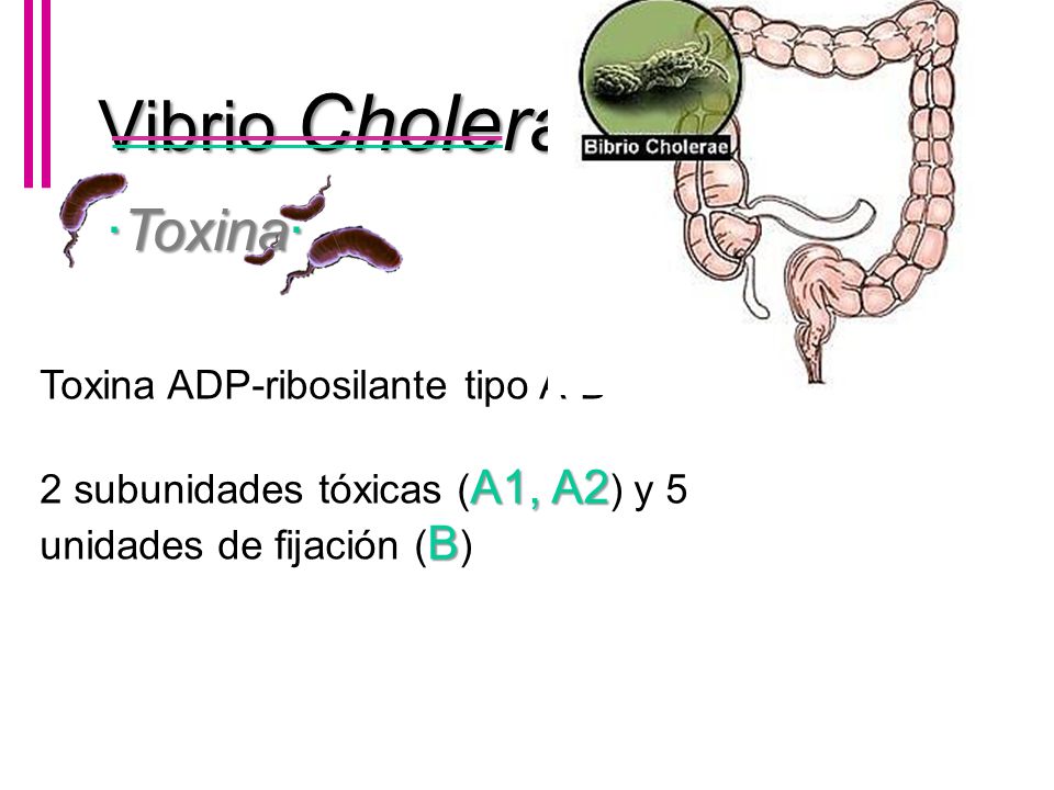 Vibrio Cholerae ·Toxina· Toxina ADP-ribosilante tipo A-B