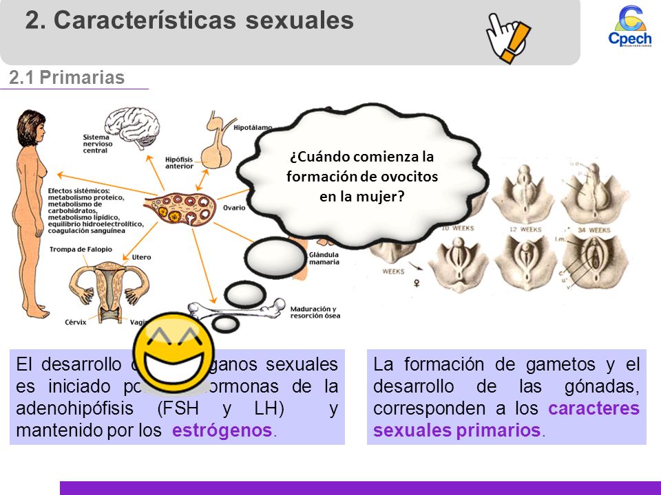 ¿Cuándo comienza la formación de ovocitos en la mujer