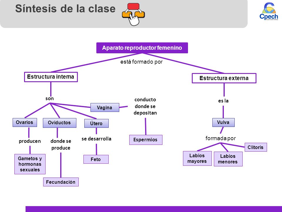 Aparato reproductor femenino Gametos y hormonas sexuales