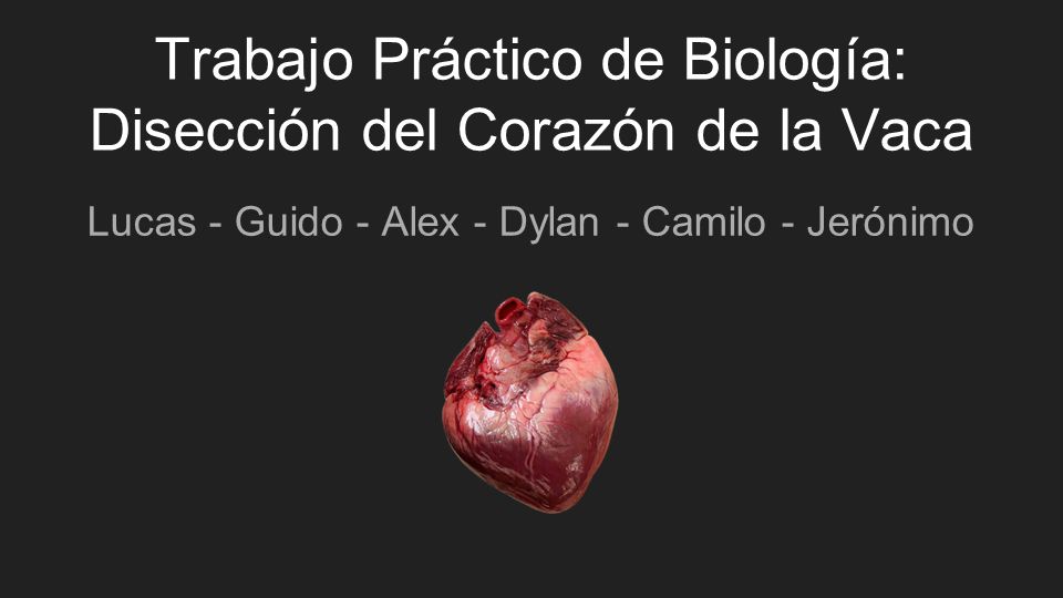 Trabajo Práctico de Biología: Disección del Corazón de la Vaca