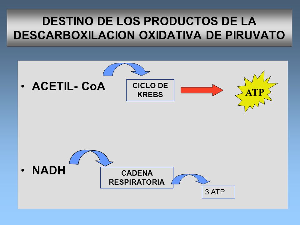 DESTINO DE LOS PRODUCTOS DE LA DESCARBOXILACION OXIDATIVA DE PIRUVATO