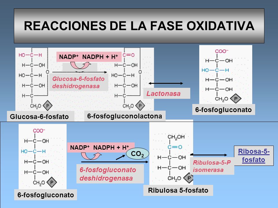 REACCIONES DE LA FASE OXIDATIVA