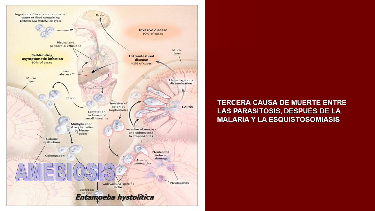 TERCERA CAUSA DE MUERTE ENTRE LAS PARASITOSIS, DESPUÉS DE LA MALARIA Y LA ESQUISTOSOMIASIS