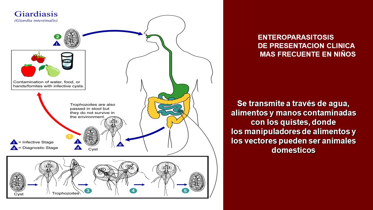 Se transmite a través de agua, alimentos y manos contaminadas