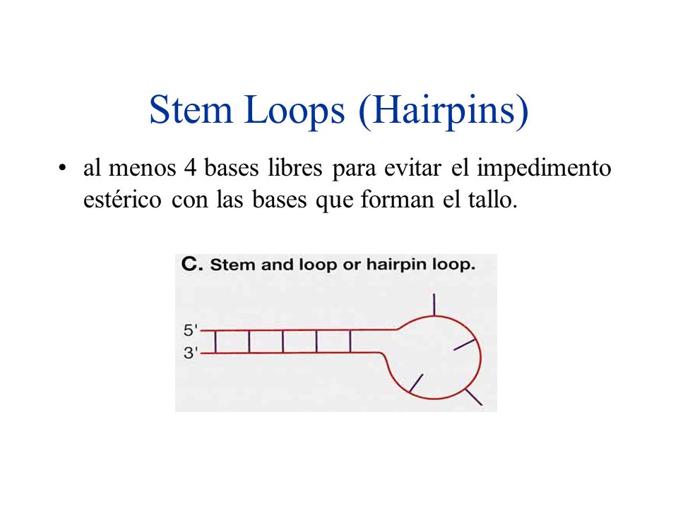 Stem Loops (Hairpins) al menos 4 bases libres para evitar el impedimento estérico con las bases que forman el tallo.