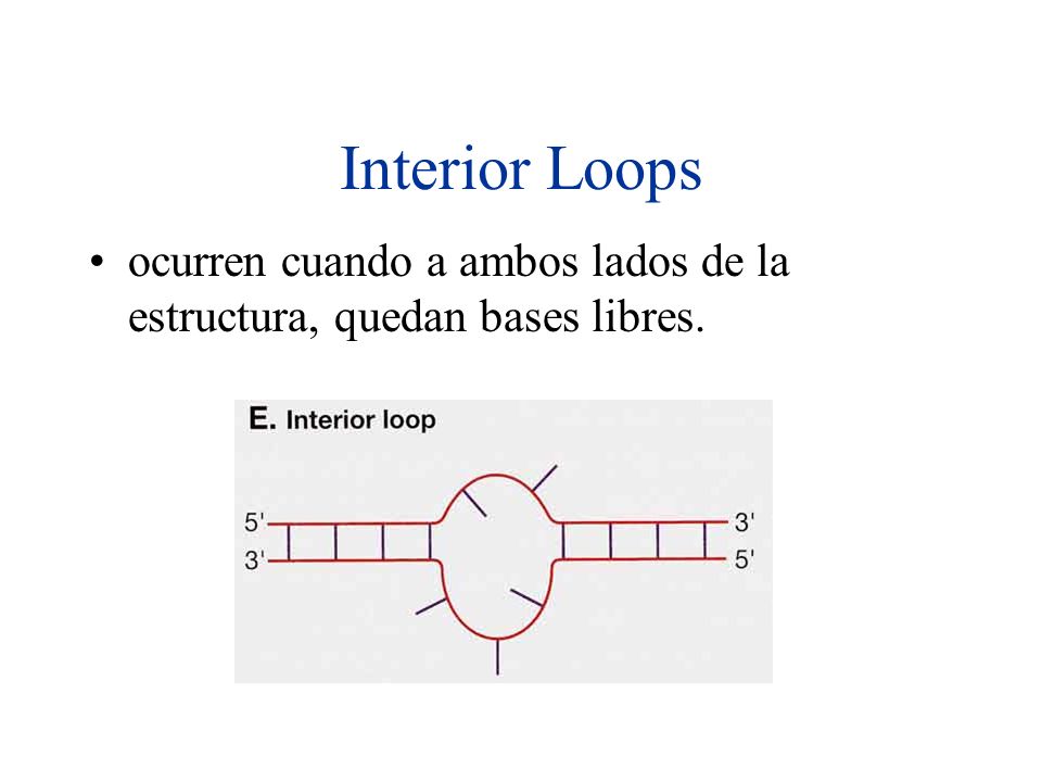 Interior Loops ocurren cuando a ambos lados de la estructura, quedan bases libres.