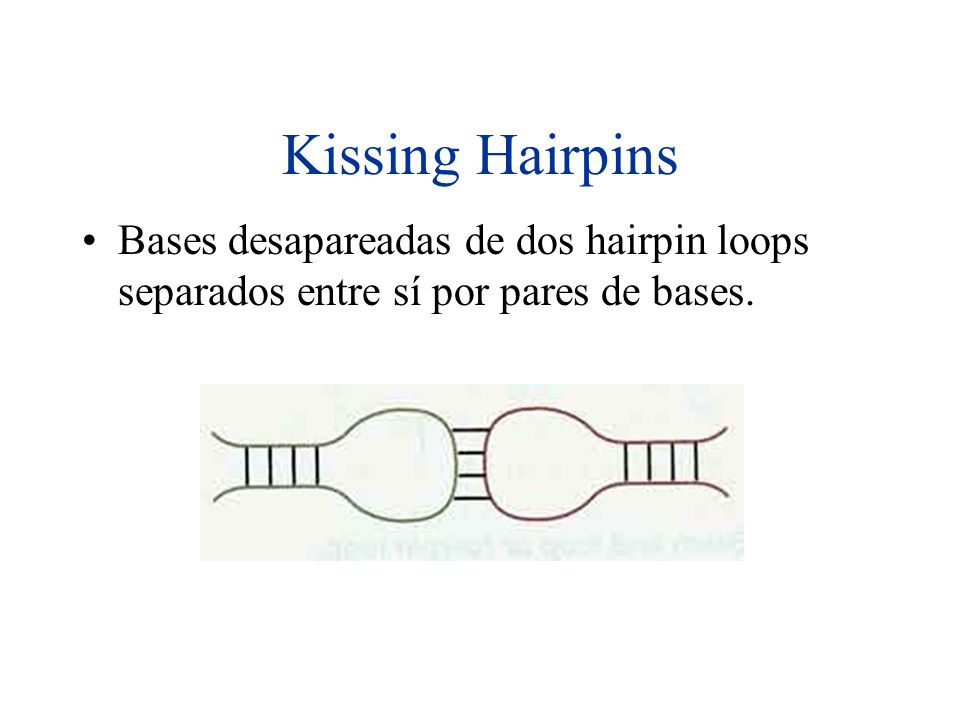 Kissing Hairpins Bases desapareadas de dos hairpin loops separados entre sí por pares de bases.