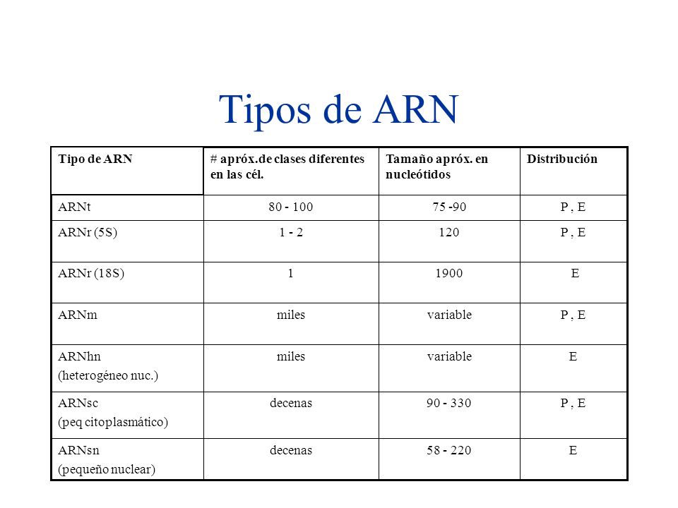 Tipos de ARN E decenas ARNsn (pequeño nuclear) P , E