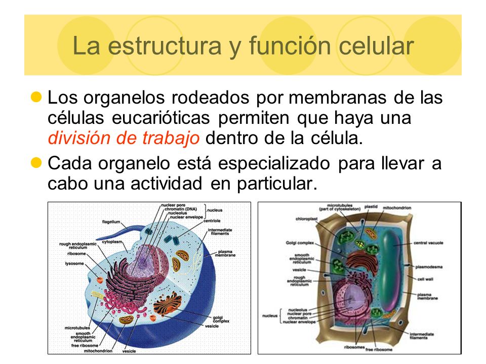 La estructura y función celular