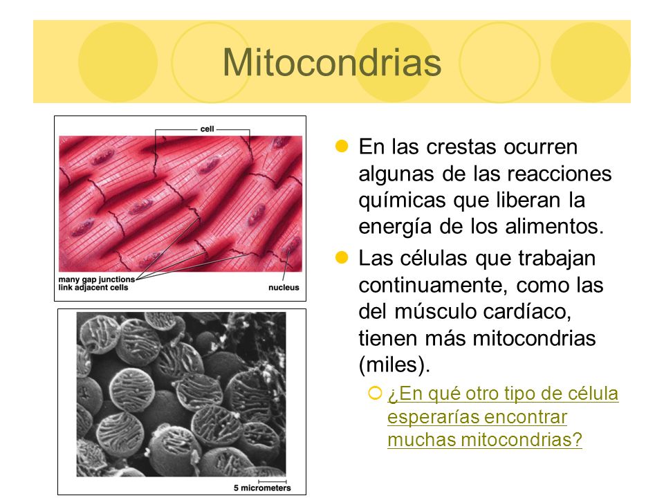 Mitocondrias En las crestas ocurren algunas de las reacciones químicas que liberan la energía de los alimentos.