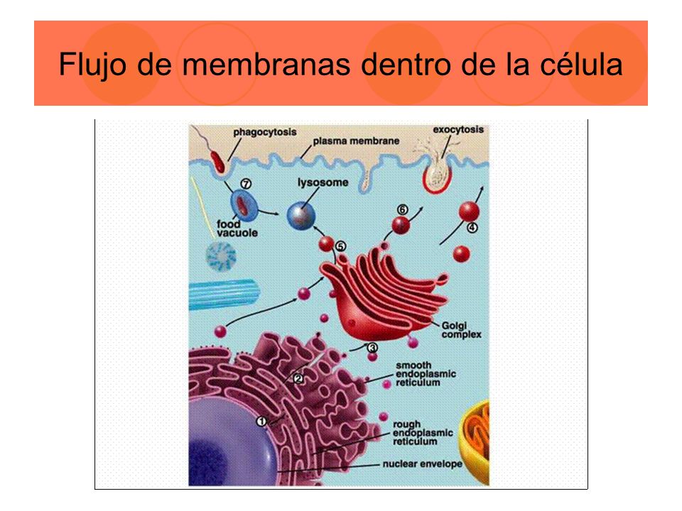 Flujo de membranas dentro de la célula