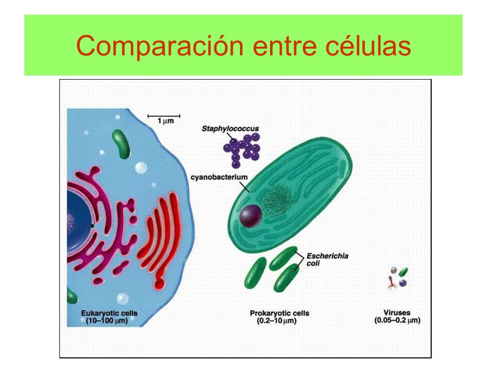 Comparación entre células