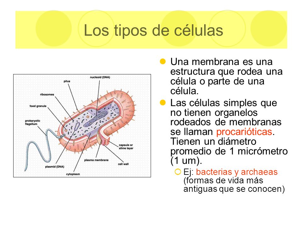 Los tipos de células Una membrana es una estructura que rodea una célula o parte de una célula.