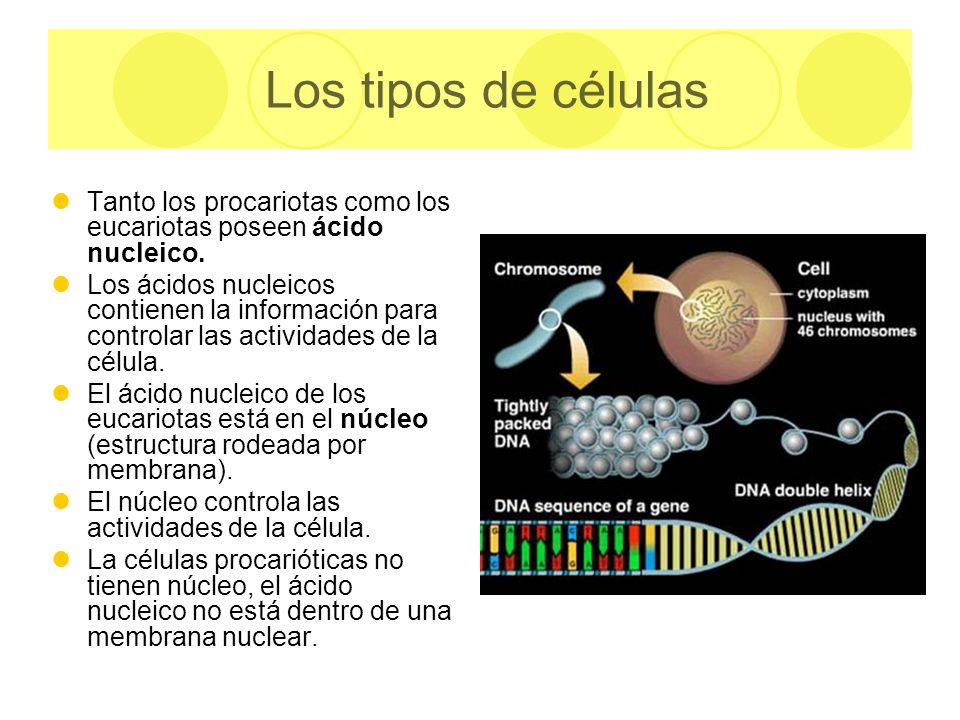 Los tipos de células Tanto los procariotas como los eucariotas poseen ácido nucleico.