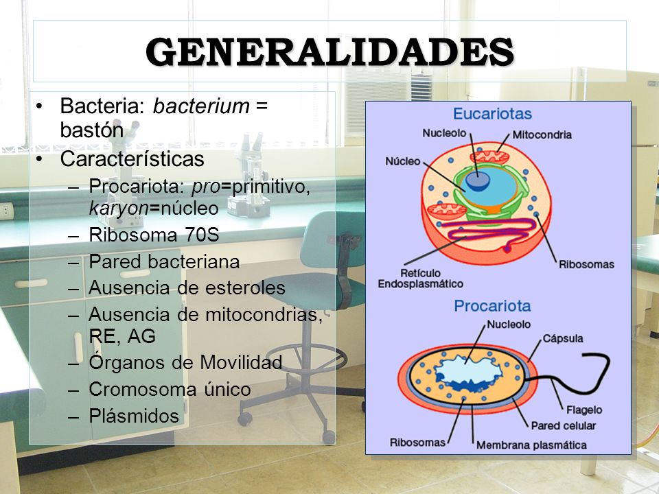 GENERALIDADES Bacteria: bacterium = bastón Características