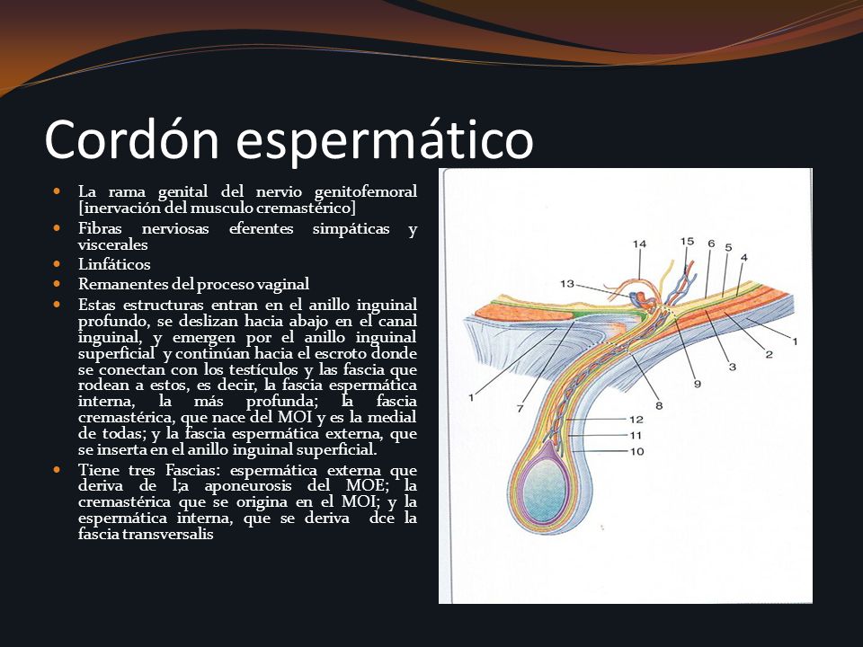 Cordón espermático La rama genital del nervio genitofemoral [inervación del musculo cremastérico] Fibras nerviosas eferentes simpáticas y viscerales.