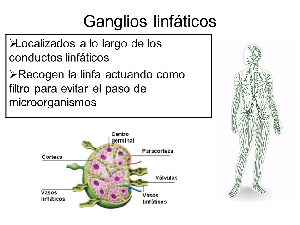 Ganglios linfáticos Localizados a lo largo de los conductos linfáticos
