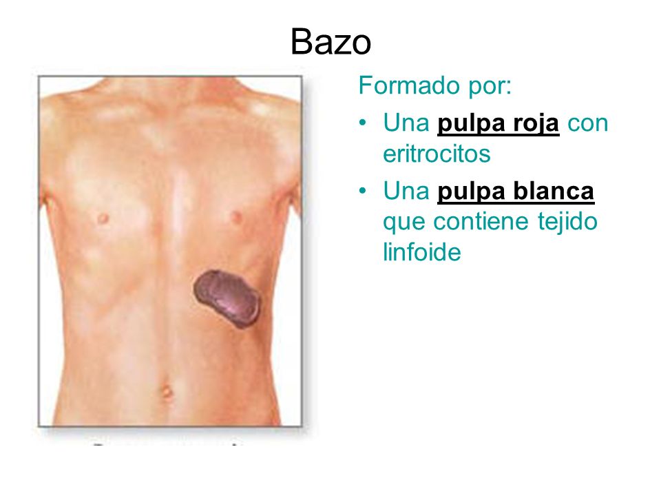 Bazo Formado por: Una pulpa roja con eritrocitos