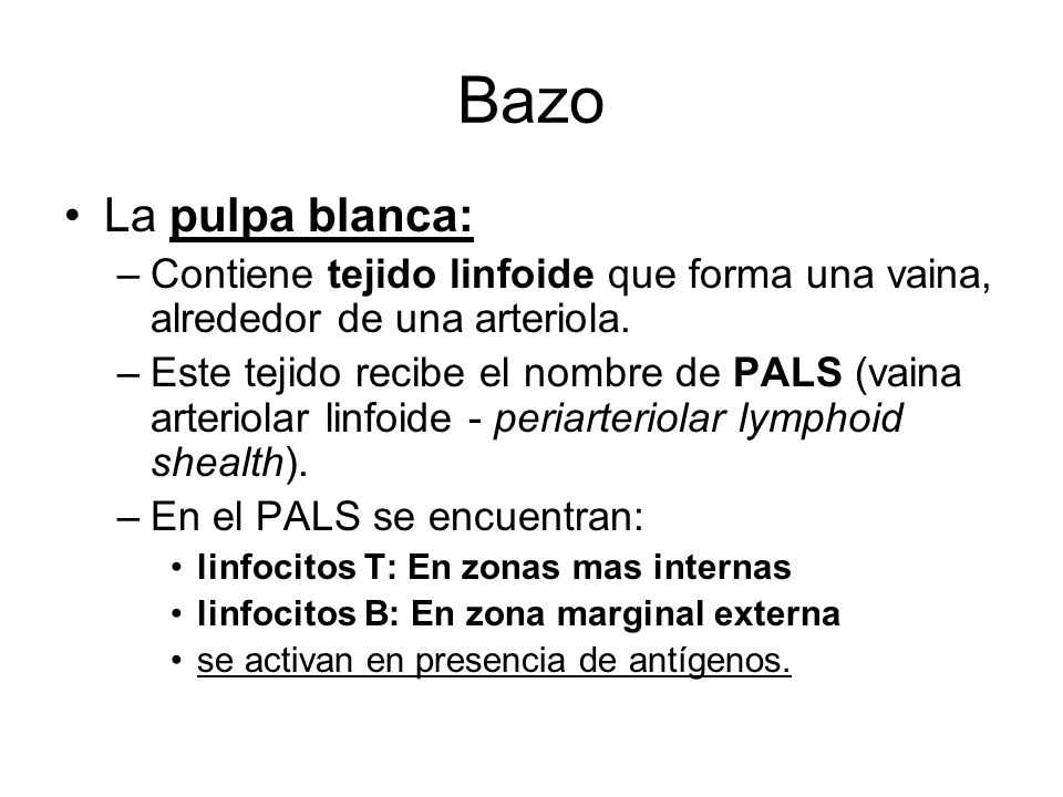 Bazo La pulpa blanca: Contiene tejido linfoide que forma una vaina, alrededor de una arteriola.