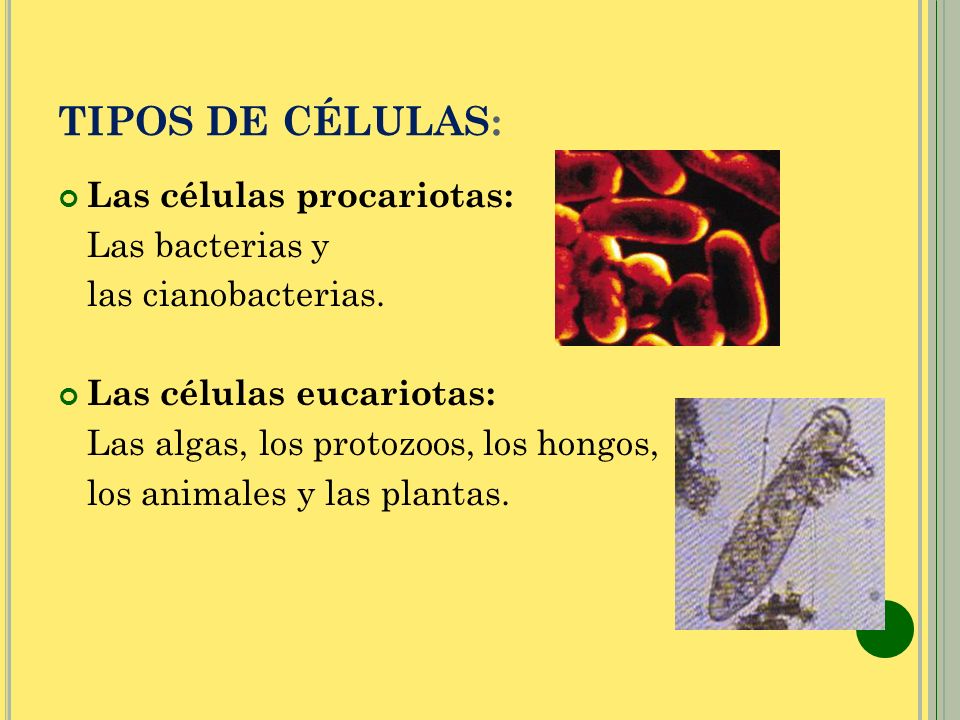 TIPOS DE CÉLULAS: Las células procariotas: Las bacterias y