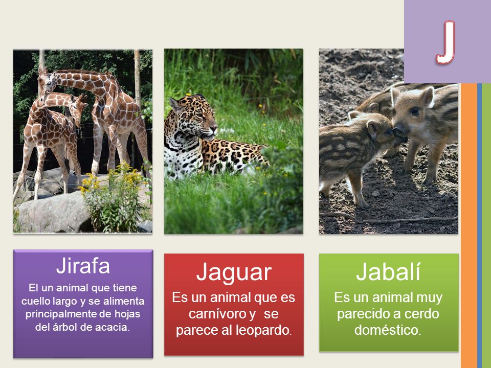 J Jirafa. El un animal que tiene cuello largo y se alimenta principalmente de hojas del árbol de acacia.