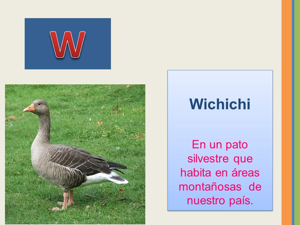 En un pato silvestre que habita en áreas montañosas de nuestro país.