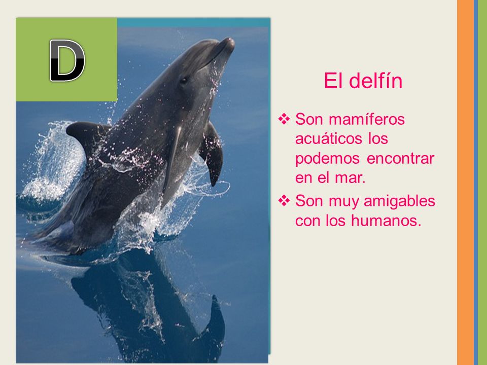 D El delfín Son mamíferos acuáticos los podemos encontrar en el mar.