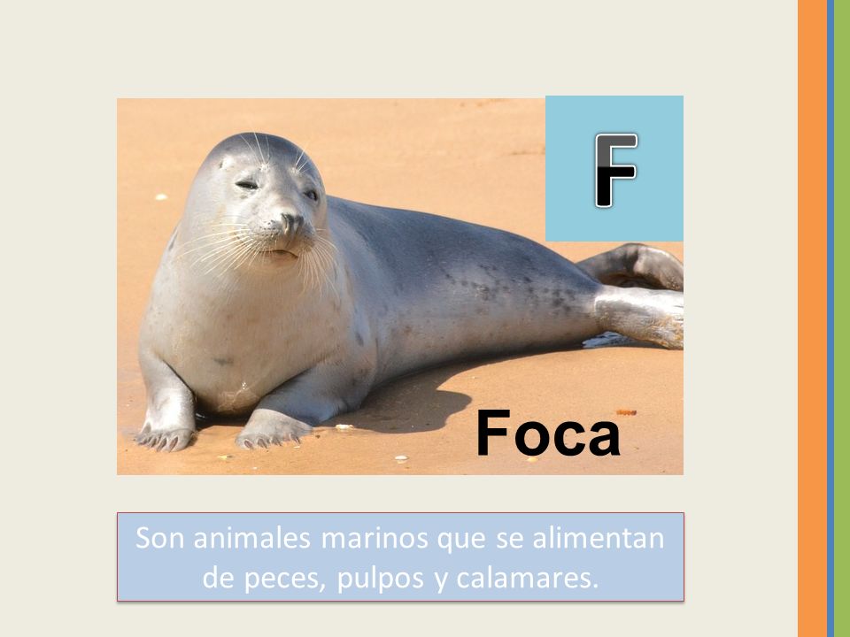 Son animales marinos que se alimentan de peces, pulpos y calamares.