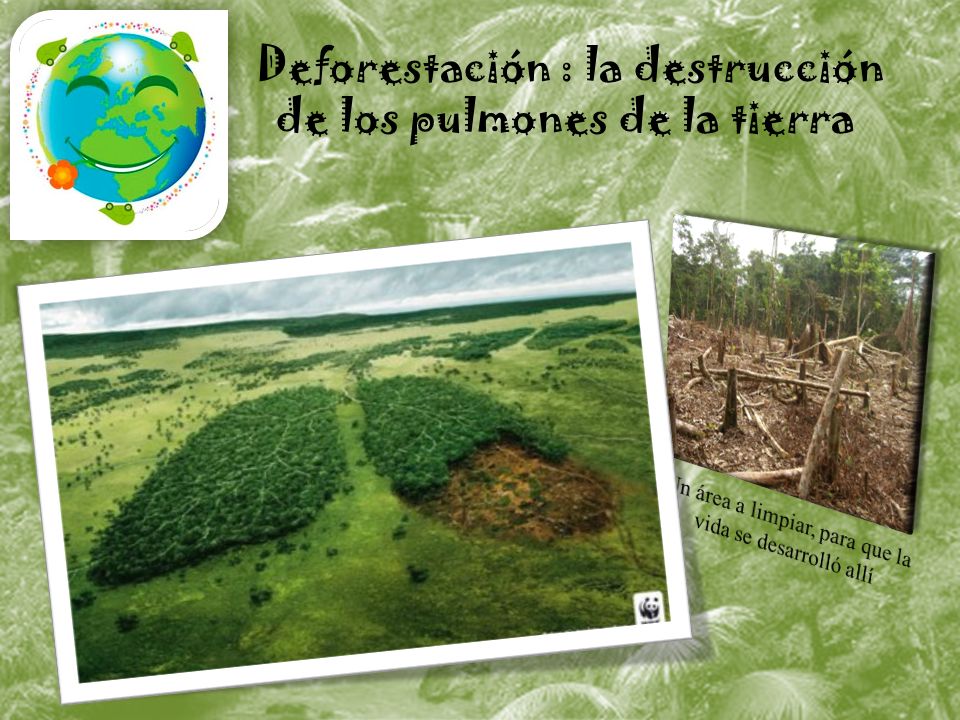 Deforestación : la destrucción de los pulmones de la tierra