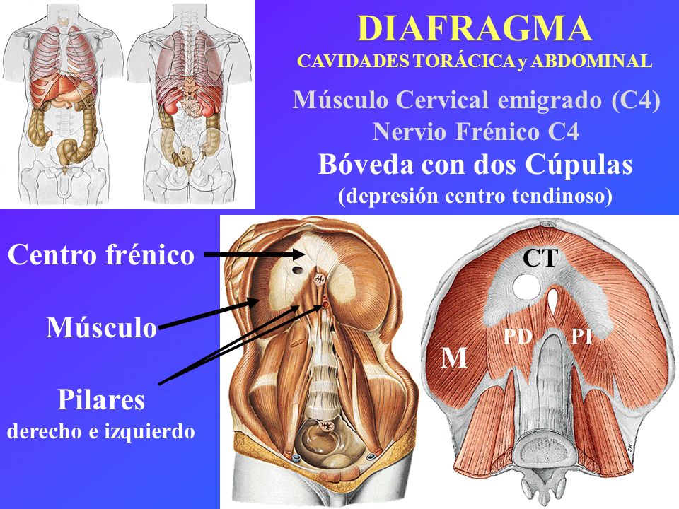DIAFRAGMA Bóveda con dos Cúpulas Centro frénico Músculo Pilares M