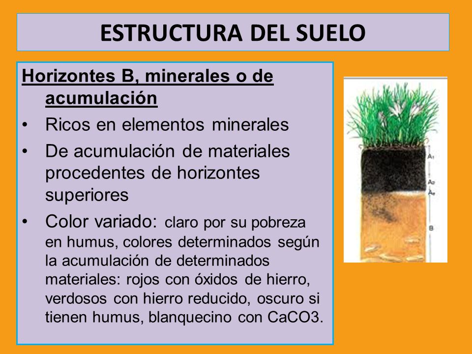 ESTRUCTURA DEL SUELO Horizontes B, minerales o de acumulación