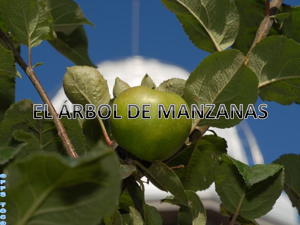 EL ÁRBOL DE MANZANAS ©PPS TOC®