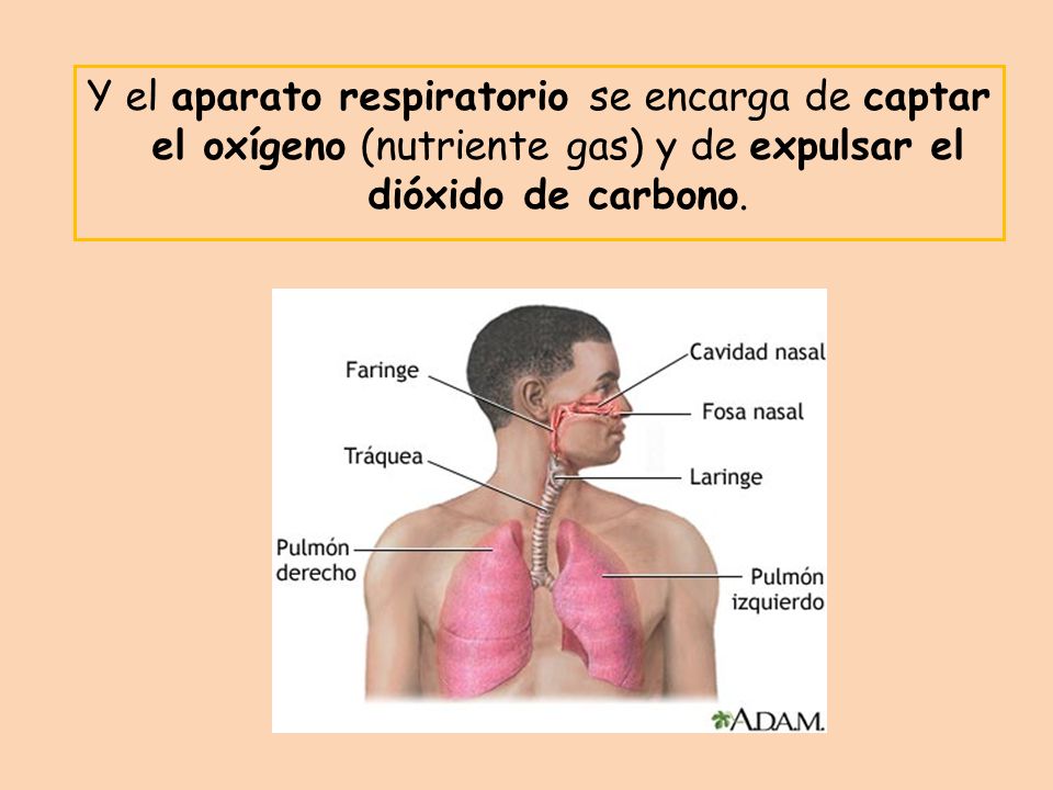 Y el aparato respiratorio se encarga de captar el oxígeno (nutriente gas) y de expulsar el dióxido de carbono.