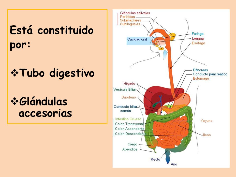 Está constituido por: Tubo digestivo Glándulas accesorias