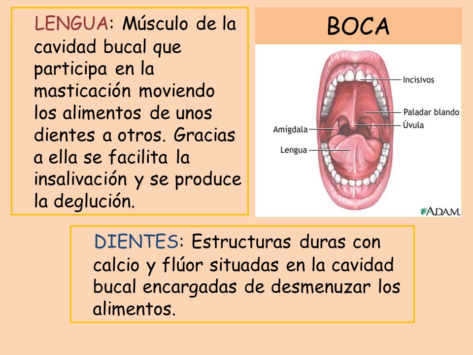 LENGUA: Músculo de la cavidad bucal que participa en la masticación moviendo los alimentos de unos dientes a otros. Gracias a ella se facilita la insalivación y se produce la deglución.