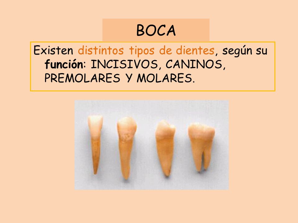 BOCA Existen distintos tipos de dientes, según su función: INCISIVOS, CANINOS, PREMOLARES Y MOLARES.