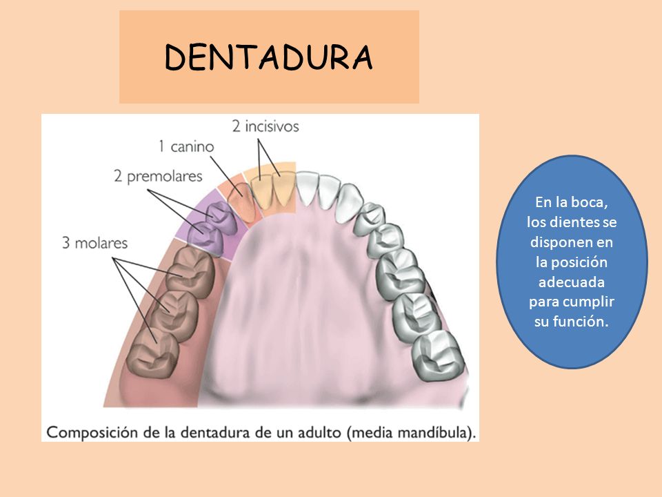 DENTADURA En la boca, los dientes se disponen en la posición adecuada para cumplir su función.