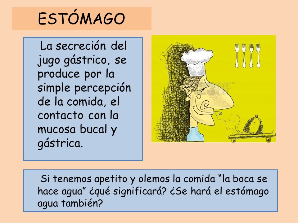 ESTÓMAGO La secreción del jugo gástrico, se produce por la simple percepción de la comida, el contacto con la mucosa bucal y gástrica.
