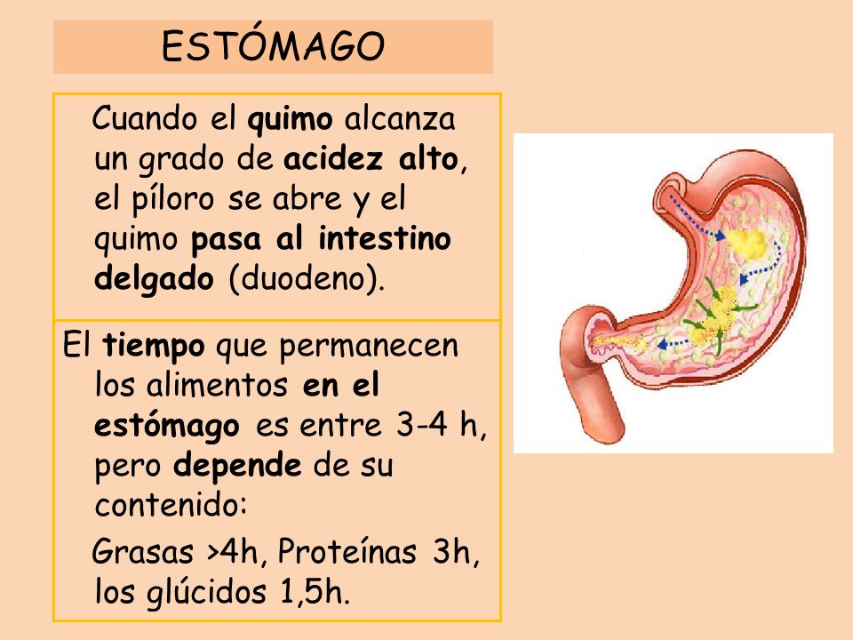 ESTÓMAGO Cuando el quimo alcanza un grado de acidez alto, el píloro se abre y el quimo pasa al intestino delgado (duodeno).