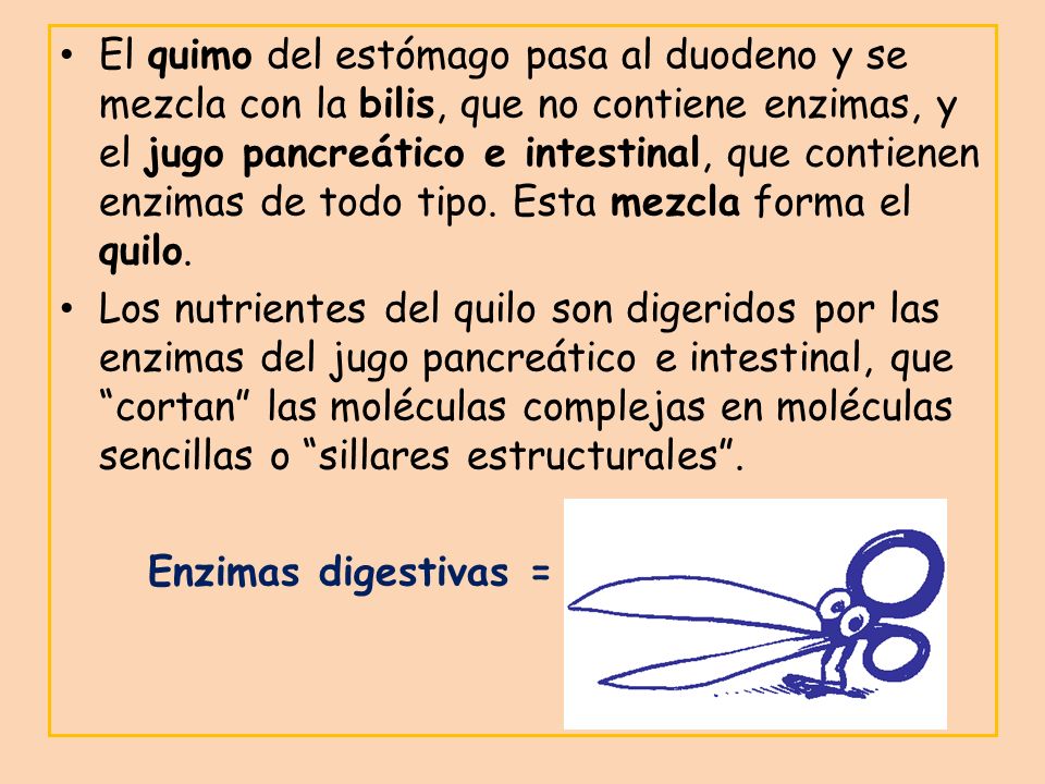 El quimo del estómago pasa al duodeno y se mezcla con la bilis, que no contiene enzimas, y el jugo pancreático e intestinal, que contienen enzimas de todo tipo. Esta mezcla forma el quilo.