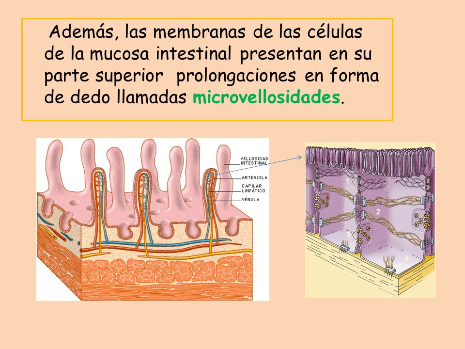 Además, las membranas de las células de la mucosa intestinal presentan en su parte superior prolongaciones en forma de dedo llamadas microvellosidades.